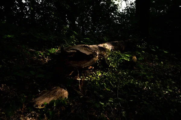 Starý Polámaný Strom Hustém Lese — Stock fotografie