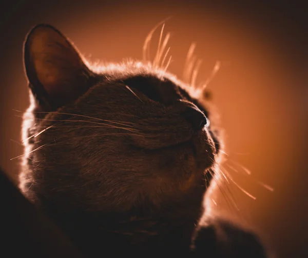 Een Close Shot Van Een Vrolijke Bruine Kat Een Wazige — Stockfoto