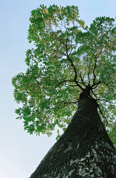 Pionowy Niski Kąt Strzał Pięknego Wysokiego Drzewa Zielonymi Liśćmi — Zdjęcie stockowe