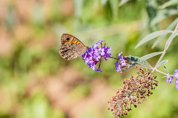 美丽的蝴蝶栖息在美丽的紫丁香花上的一片明亮的草地上 — 图库照片