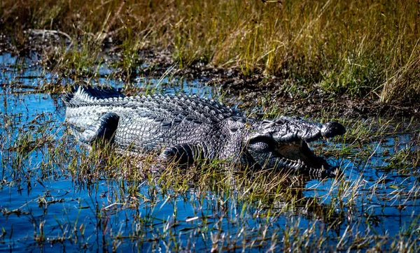 Zbliżenie Ryczącego Krokodyla Wodzie Otoczonego Trawą — Zdjęcie stockowe