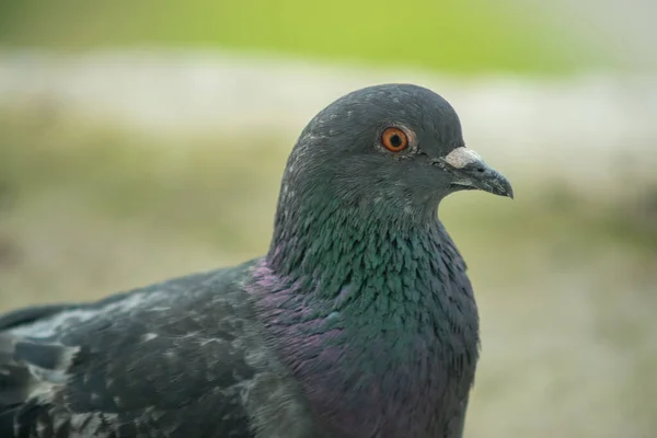 아름다운 비둘기 바깥에서 모습을 클로즈업으로 — 스톡 사진