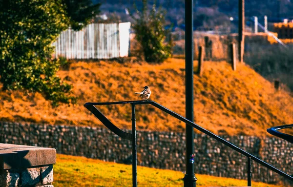 Ein Sperlingsvogel Thront Auf Einem Metallgeländer — Stockfoto