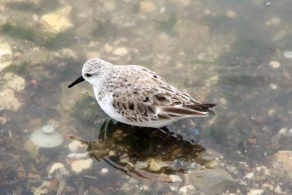 Closeup Shot Seagull Sea Day — Stock Photo, Image