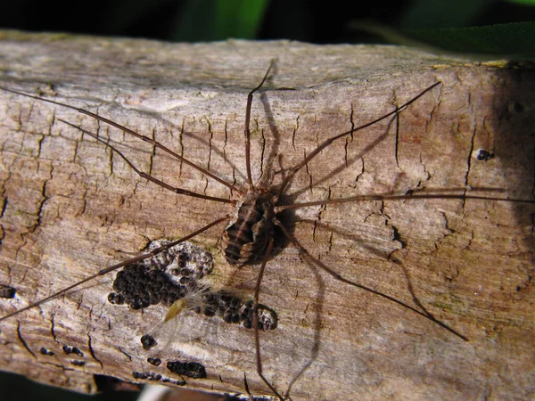 一只长腿蜘蛛爸爸在被风吹日晒的树林里的特写镜头 — 图库照片