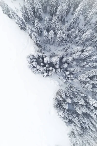 Воздушный Снимок Лесных Деревьев Снегом Ледяной Земле Лесу Снежный День — стоковое фото