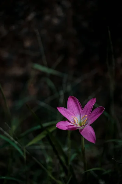 Вертикальний Знімок Рожевої Квітки Цвіте Саду — стокове фото