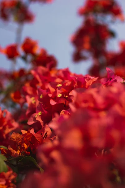 澄んだ空の下で木の上に咲く美しい赤い花 — ストック写真