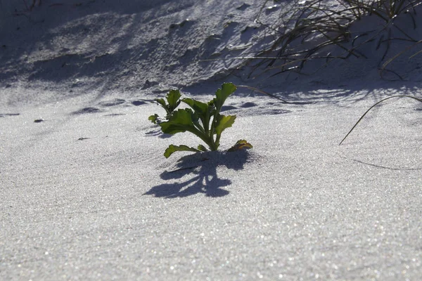 Lonely Plant Sandy Beach Sun North Carolina — Stock Photo, Image