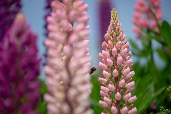 Detailní Záběr Dlouhé Růžové Květiny Louce Rozmazaným Pozadím — Stock fotografie