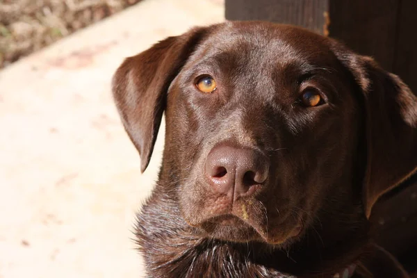 Portrét Roztomilé Čokolády Labrador Zírá Kamery Hnědýma Očima — Stock fotografie