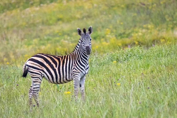 Ung Zebra Ängen Landet — Stockfoto
