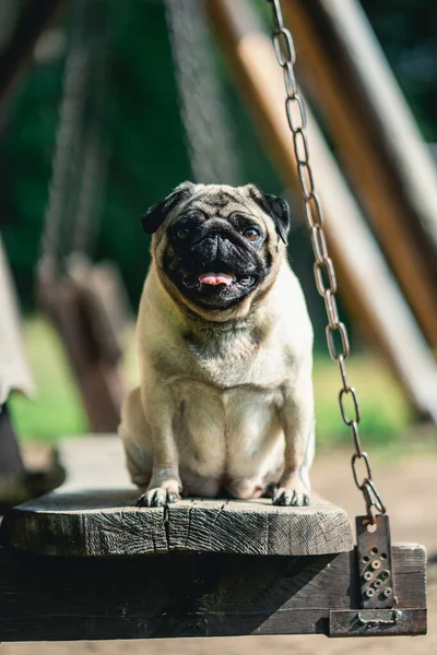 A vertical shot of a cute happy pug dog standing on a wooden bench