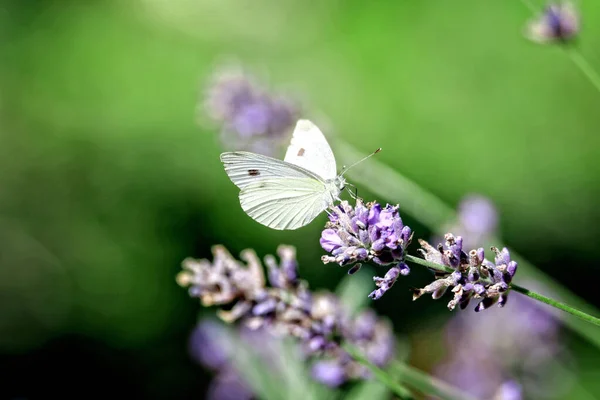 Närbild Bild Bild Kål Vit Fjäril Samla Pollen Från Lavendel — Stockfoto