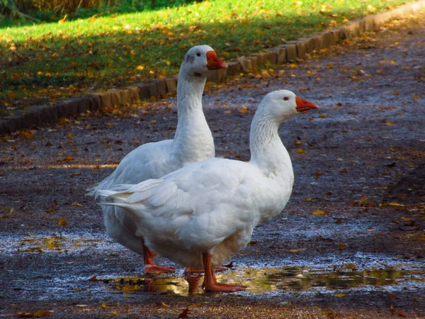 Flock Domestic Geese Green Meadow — Stock Photo, Image