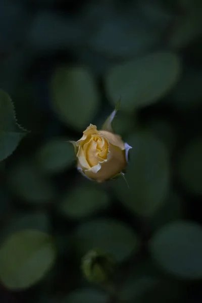 Close Shot Yellow Rose Bud Grown Garden Spring — Stock Photo, Image