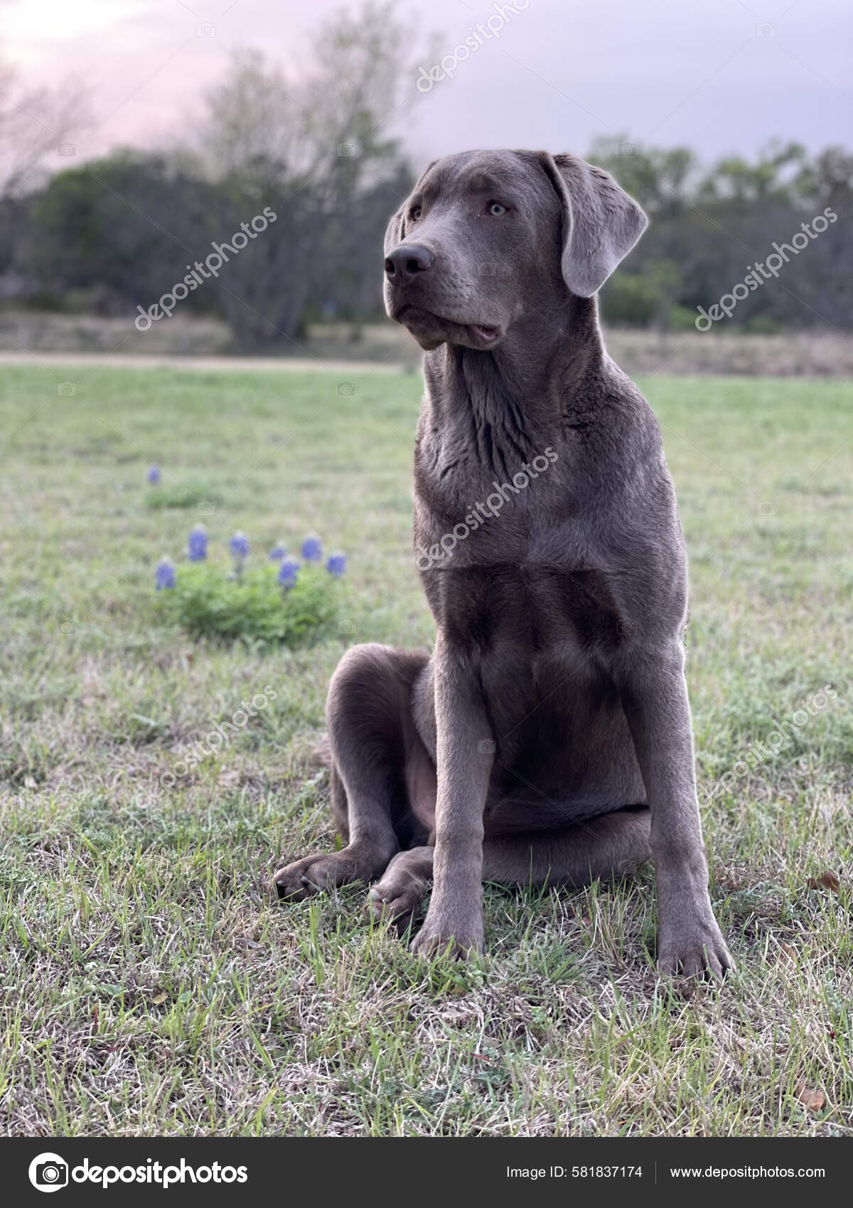Grey Labrador Golden Retriever Silver Lab Mix Lab Dog Breed Show