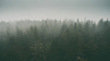 Sisin içindeki karanlık ormanın panaroid görüntüsü