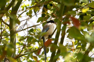 Ağaçtaki gökkuşağı kanatlı saksağanın seçici odak noktası.