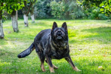 Bir Alman çoban köpeği bahçede topla oynuyor.