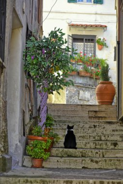Fiuggi, Lazio, İtalya 'daki evlerin arasındaki dar bir kaldırım taşlı sokakta merdivenlerde bir kedinin dikey görüntüsü.