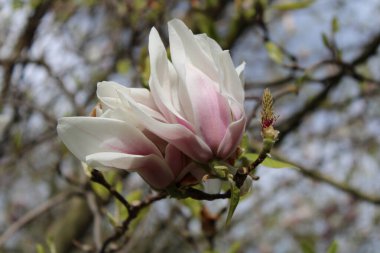 Arka planda bulanık bir bahçede pembe bir Magnolia çiçeğinin yakın plan çekimi.