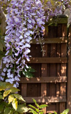 Londra 'daki bir arazinin dışındaki salkımın güzel bir görüntüsü..