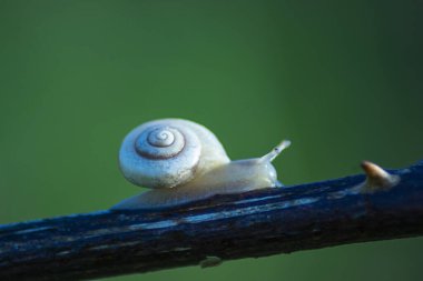 Ağaç dalındaki beyaz bir salyangozun seçici odağı