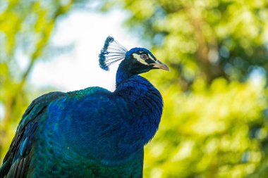 Ağaçların bulanık arka planında gururla duran bir Hint Peafowl 'unun (Pavo cristatus) yakın çekimi