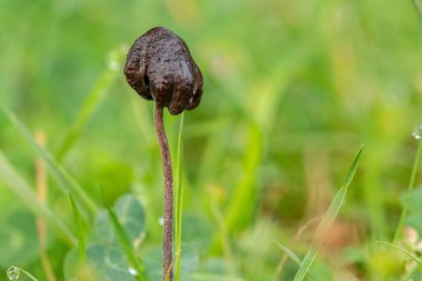 Taze otların arasında büyüyen küçük siyah bir mantarın yakın çekimi.