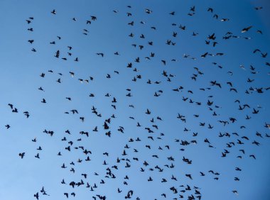 Mavi gökyüzünde uçan kuşların silueti