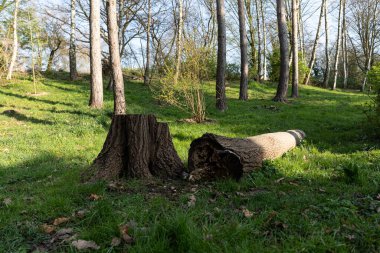 Ormandaki ölü ve kırık bir ağacın güzel bir görüntüsü.