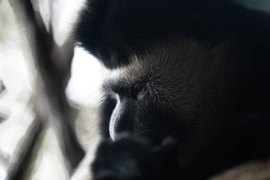 Yetişkin siyah beyaz bir kolobus maymunu portresi.