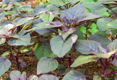 Çiftlikte yetişen yeşil bir Amaranth bitkisinin güzel bir manzarası