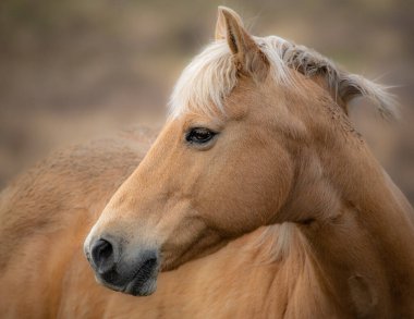 Bulanık arka planda kızıl bir atın güzel bir görüntüsü.