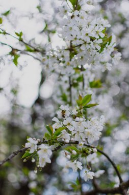 Bahçede açan beyaz bahar çiçeklerinin seçici bir odak noktası.