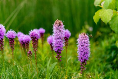Yeşil çimenli ve yapraklı Liatris çiçeklerinin seçici odak noktası.