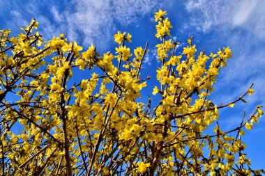 Sarı yapraklı güzel bir ağaç manzarası mavi arkaplanlı.