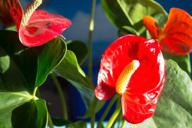 Parlak güneşin altında büyüyen güzel kırmızı renkte Palet çiçeklerinin yakın çekimi.