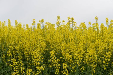 Güzel bir tecavüz sahası manzarası