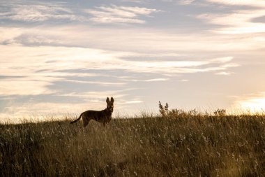 Bulutlu bir gün batımına karşı çimenli bir çayırda bir köpek