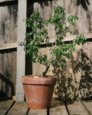 Genç bir bitkinin tahta bir çitin karşısında dikey görüntüsü.