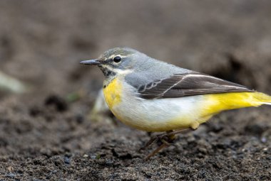 Gri kuyruklunun yakın plan çekimi.