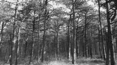 Siyah beyaz güzel bir ormanın hava görüntüsü.