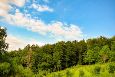 Bulutlu bir gökyüzüne karşı sık yeşil ağaçlar ve çimlerle ormanın büyüleyici bir görüntüsü.