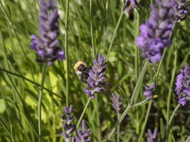 Lavanta çiçeklerinin yakın plan çekimi.