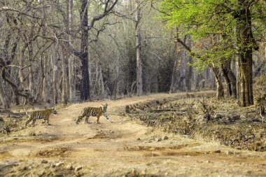 Ormanda karşıdan karşıya geçen iki kaplan yavrusu..