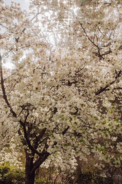 beyaz sakura çiçekleri, ilkbaharda elma çiçeği ağacı 