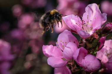Bir meyve ağacının polen saçan yaban arısına yakın çekim