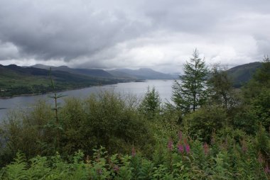 İskoçya 'da nehir kenarındaki kır çiçeklerinin güzel manzarası
